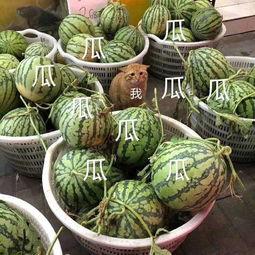 娱乐吃瓜的头像图片大全,海量娱乐头像大盘点