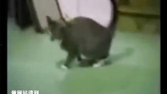跳水闯关视频搞笑